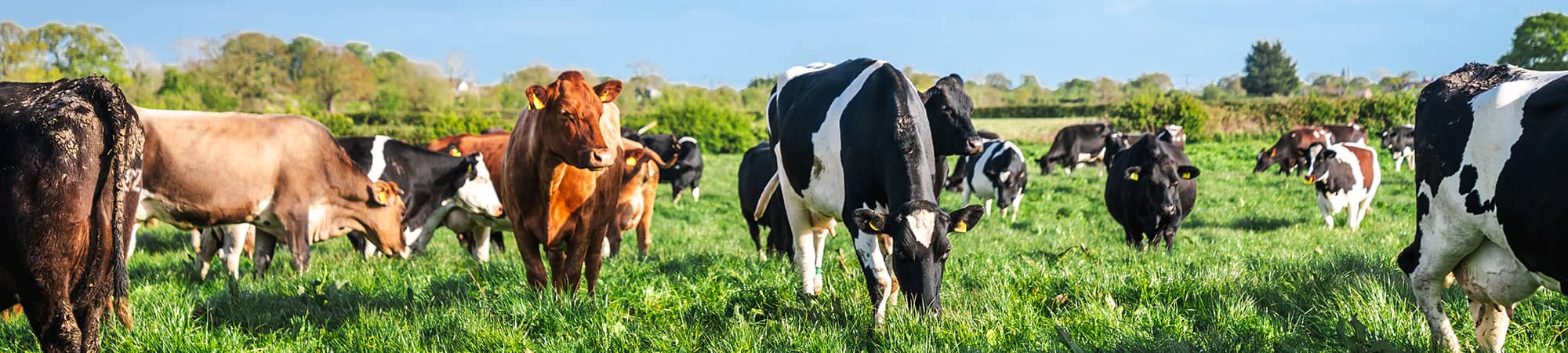 Cows grazing at Rossett Park Farming in Wrexham