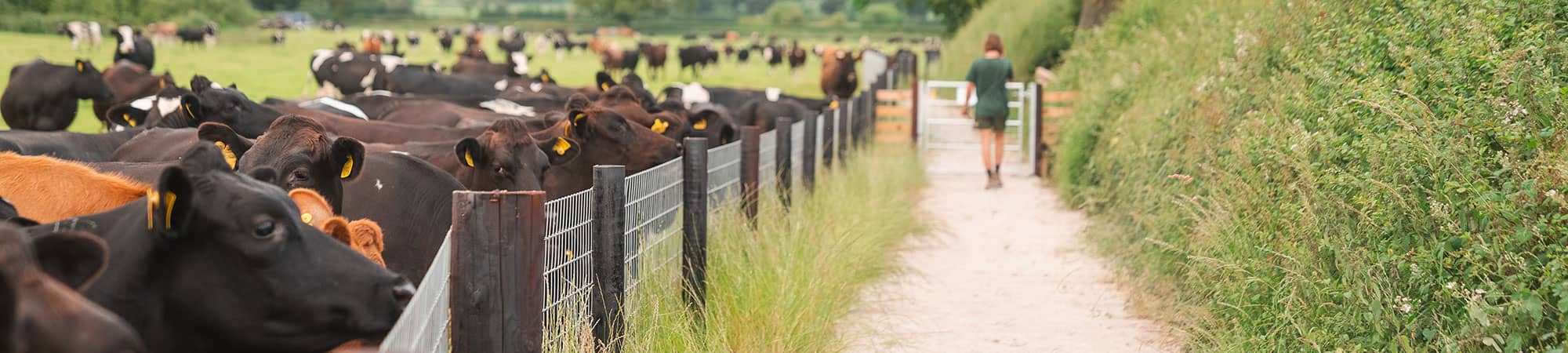 Dog walking trail past cows in field in Rossett, Wrexham