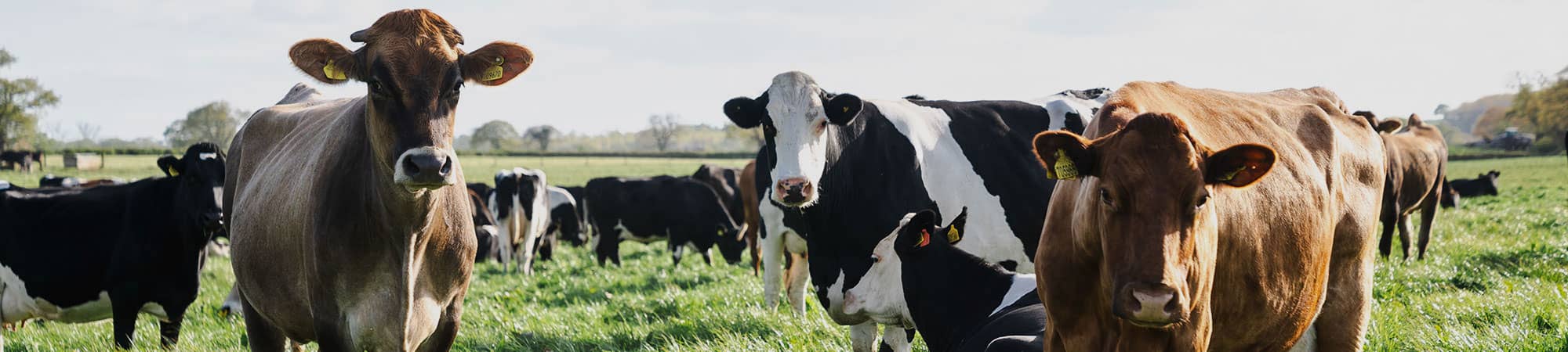 Cows in field at Rossett Park Farming in Wrexham