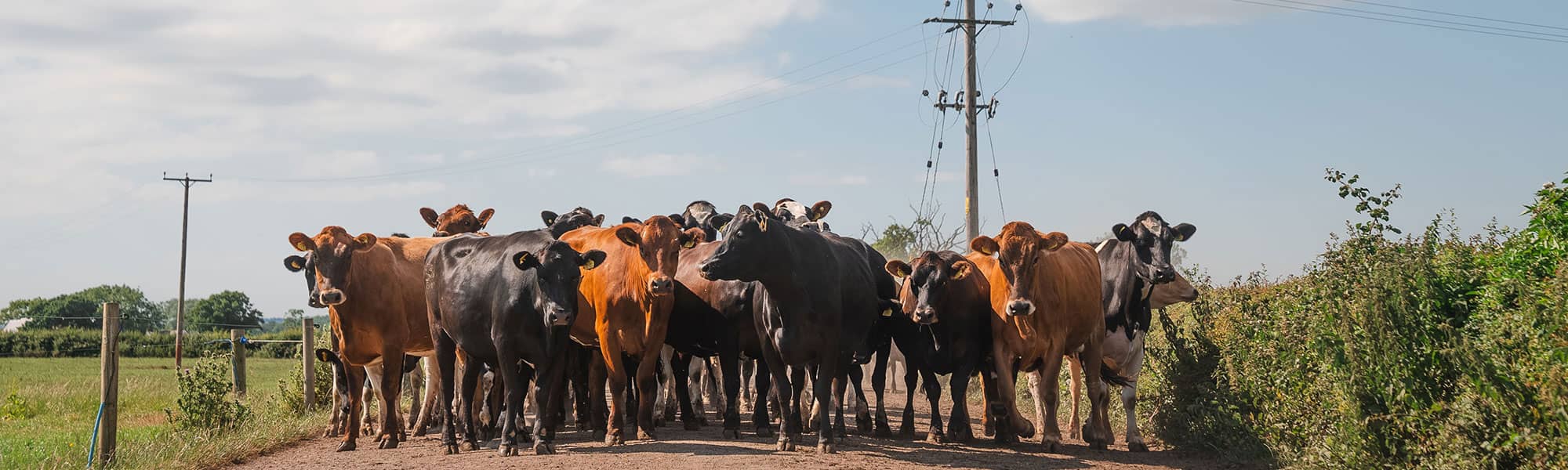 Cows on track at Rossett Park Farming, Wrexham