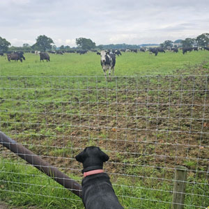 Dog being walked off lead in Wrexham
