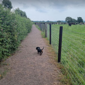 Wrexham dog trail