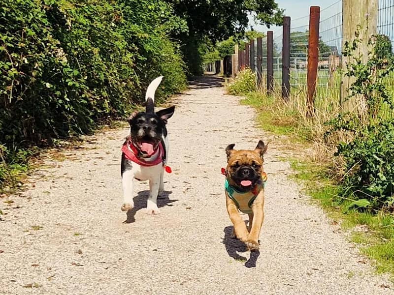Dogs running at Rossett dog trail