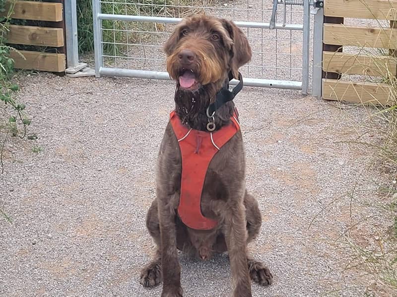 Large dog at Tail Trail gate