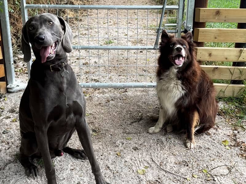 Dogs at new dog circuit in Wrexham