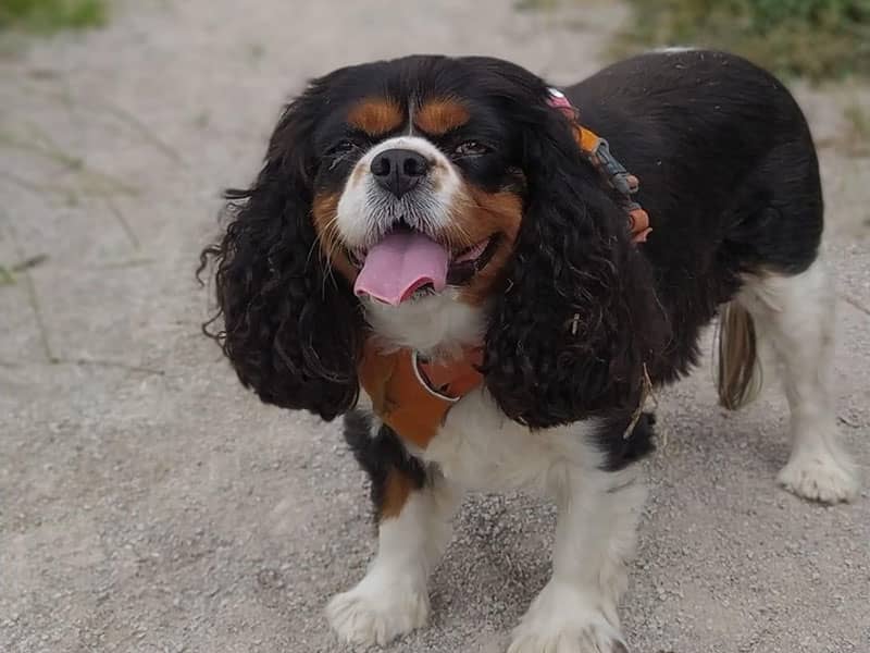 Dog walking in Rossett